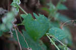 Climbing false buckwheat